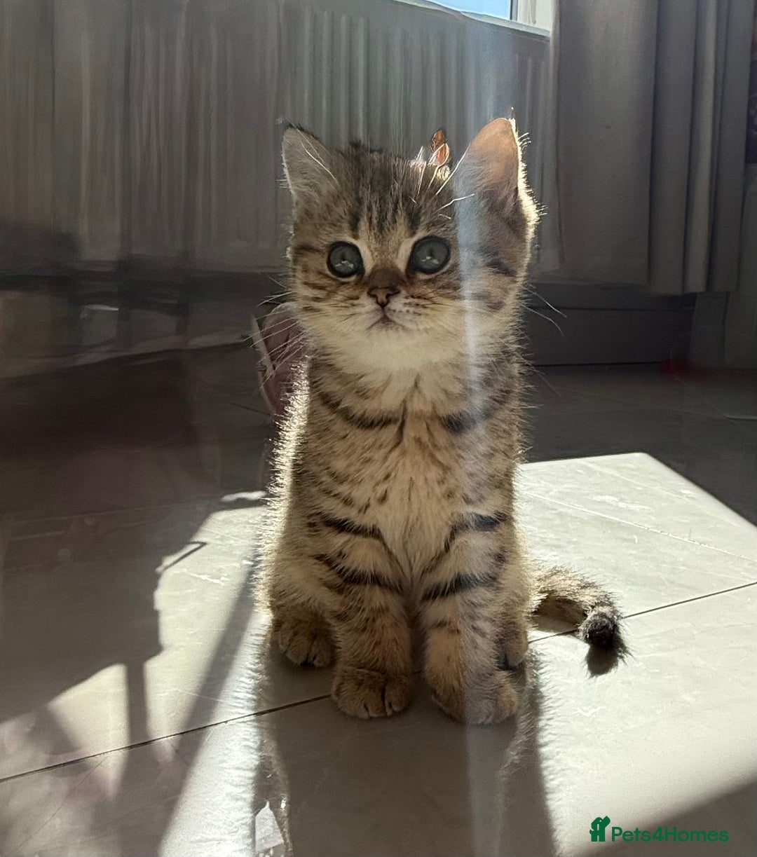 British Shorthair cats for sale: SOLD Sired by Champion FIFE dad -  Golden BSH - Image 30