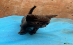 Mixed Breed cats for sale: 7 kittens looking for new home - Image 6