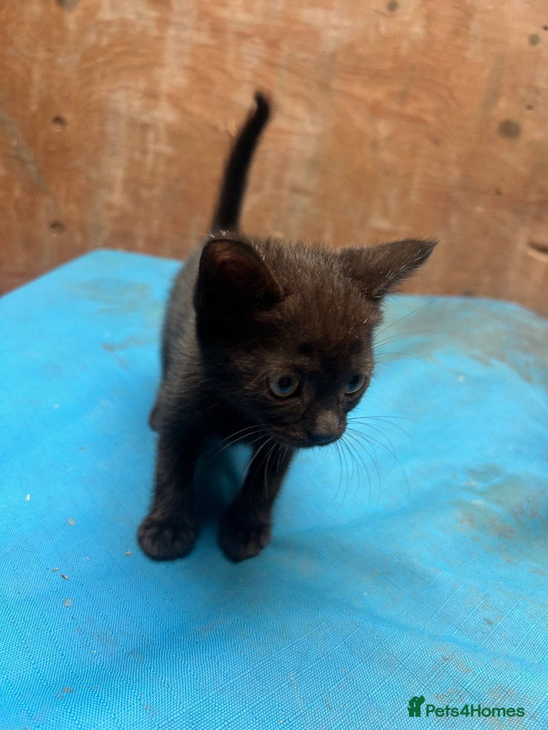 Mixed Breed cats for sale: 7 kittens looking for new home - Image 6