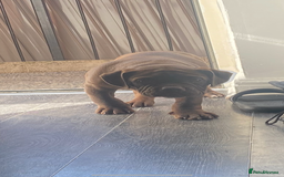 Old Tyme Bulldog dogs for sale: Chocolate male for sale  - Advert 6