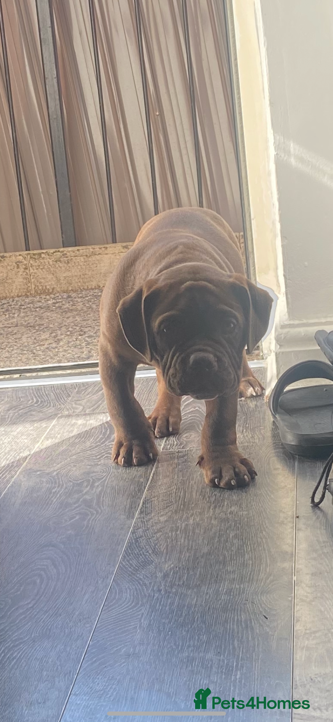 Old Tyme Bulldog dogs for sale: Chocolate male for sale  - Advert 6