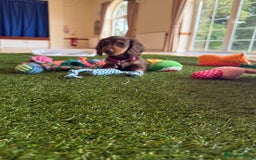 Miniature Dachshund dogs for sale: 5 star licensed miniature Wirehaired ready 18/8 - Image 16