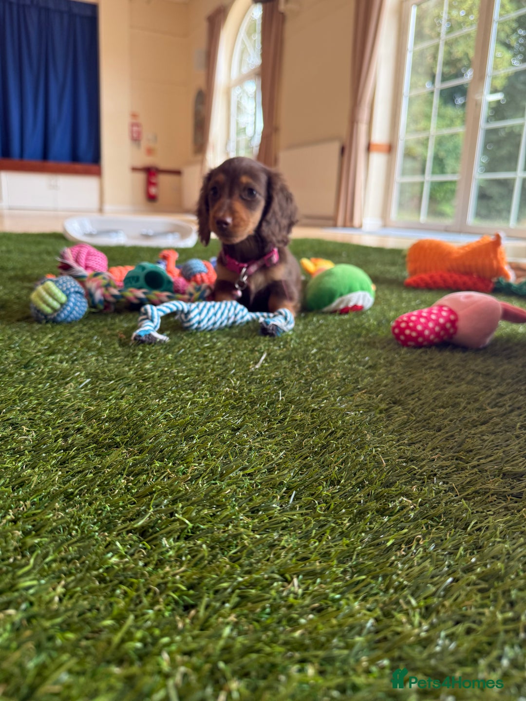 Miniature Dachshund dogs for sale: 5 star licensed miniature Wirehaired ready 18/8 - Image 16