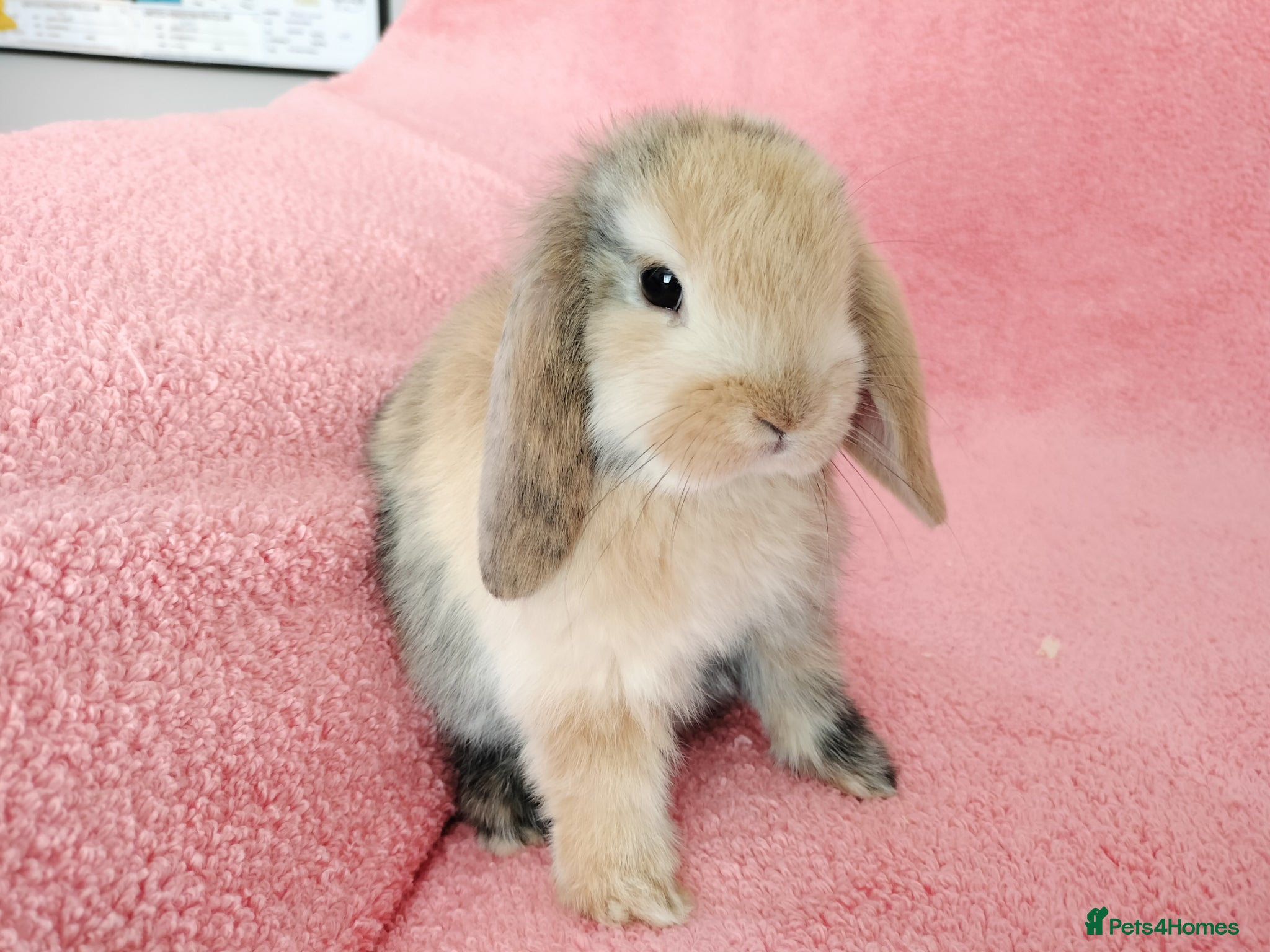 Mini Lop rabbits Baby mini lops for sale  - Advert 17