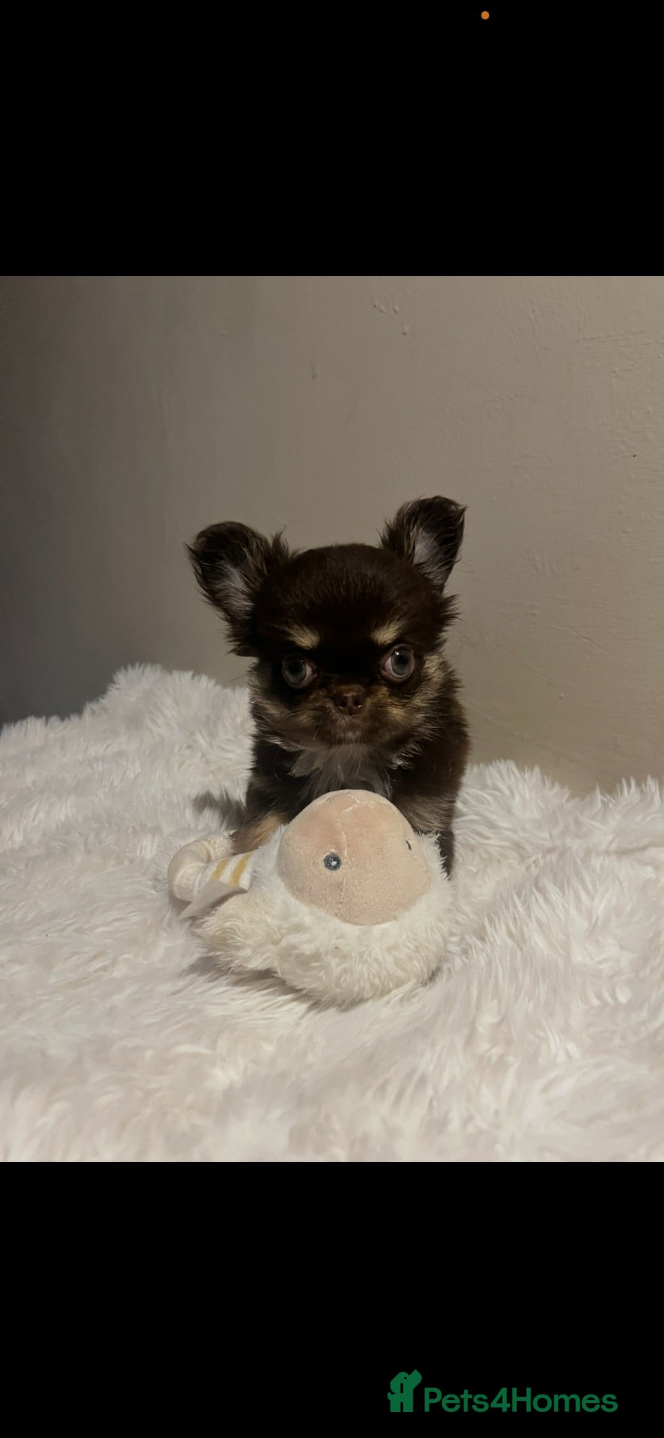 Chihuahua dogs Ready now beautiful Thai/russian chihuahuas  - Advert 3
