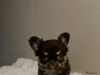 Chihuahua dogs Ready now beautiful Thai/russian chihuahuas - Advert 3