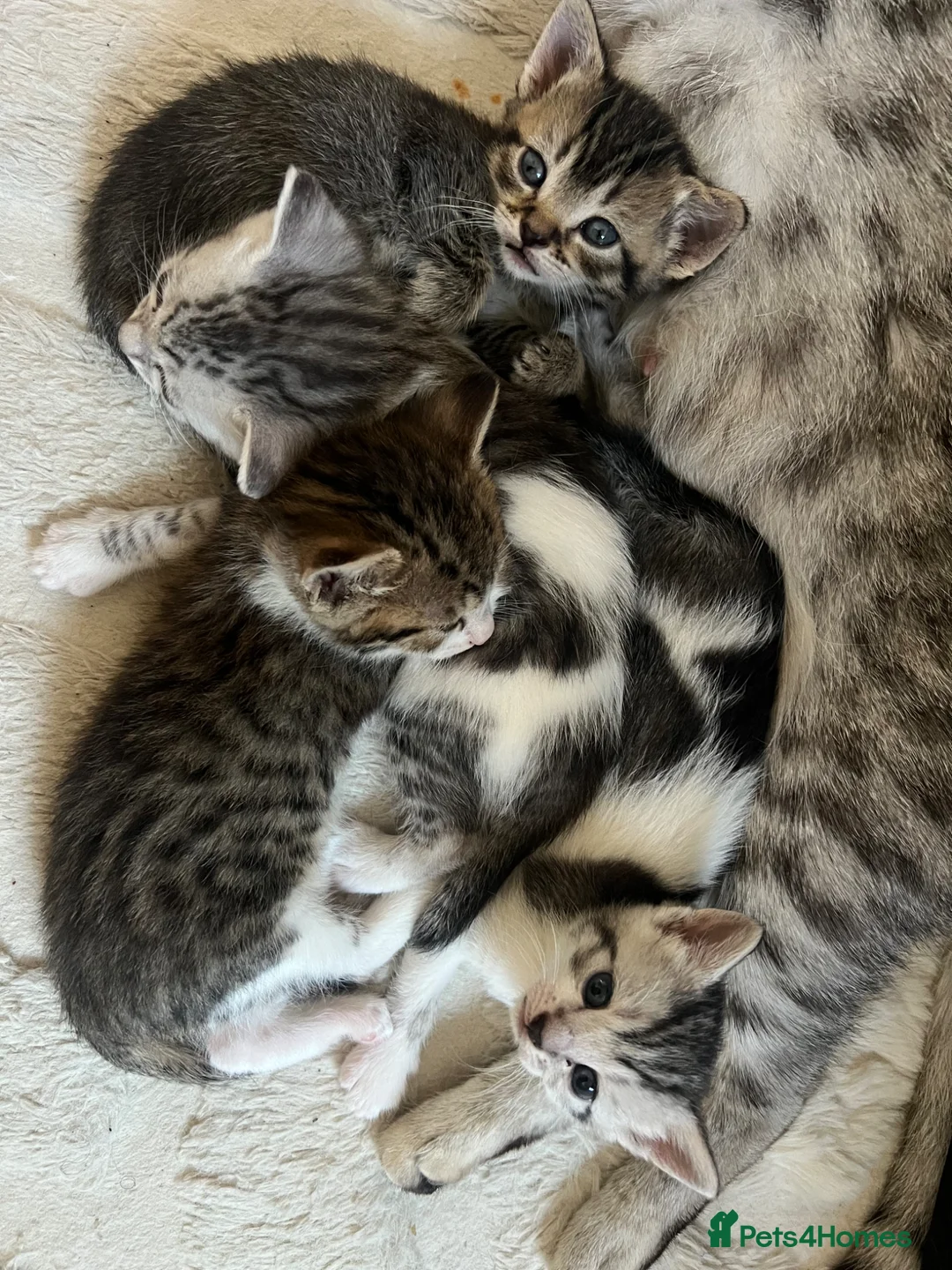 Mixed Breed cats for sale: Beautiful bengal mixed kittens  - Advert 1