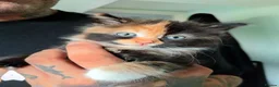 Domestic Shorthair cats for sale: Stunning litter of 4 - Advert 15