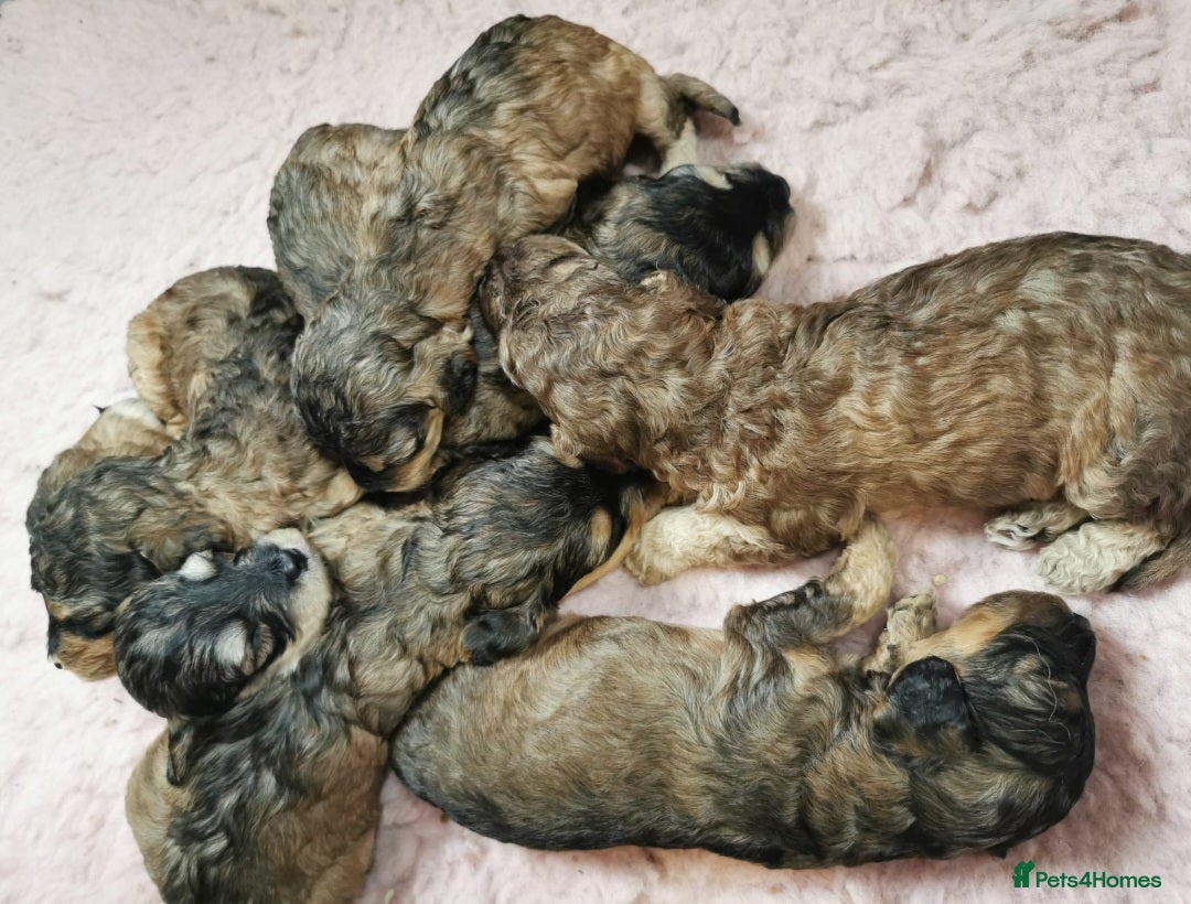 Cockapoo dogs 4 GIRLS Sable F1b Cockapoos DNA TESTED,VET CHECKED - Advert 5