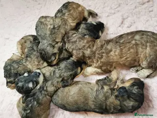 Cockapoo dogs 4 GIRLS Sable F1b Cockapoos DNA TESTED,VET CHECKED - Advert 5