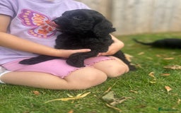 Cockapoo dogs for sale: Quality Cockapoo pups 2 x black boys - Image 4