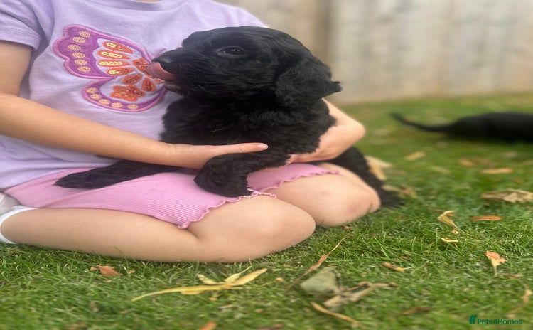 Cockapoo dogs - Advert 10