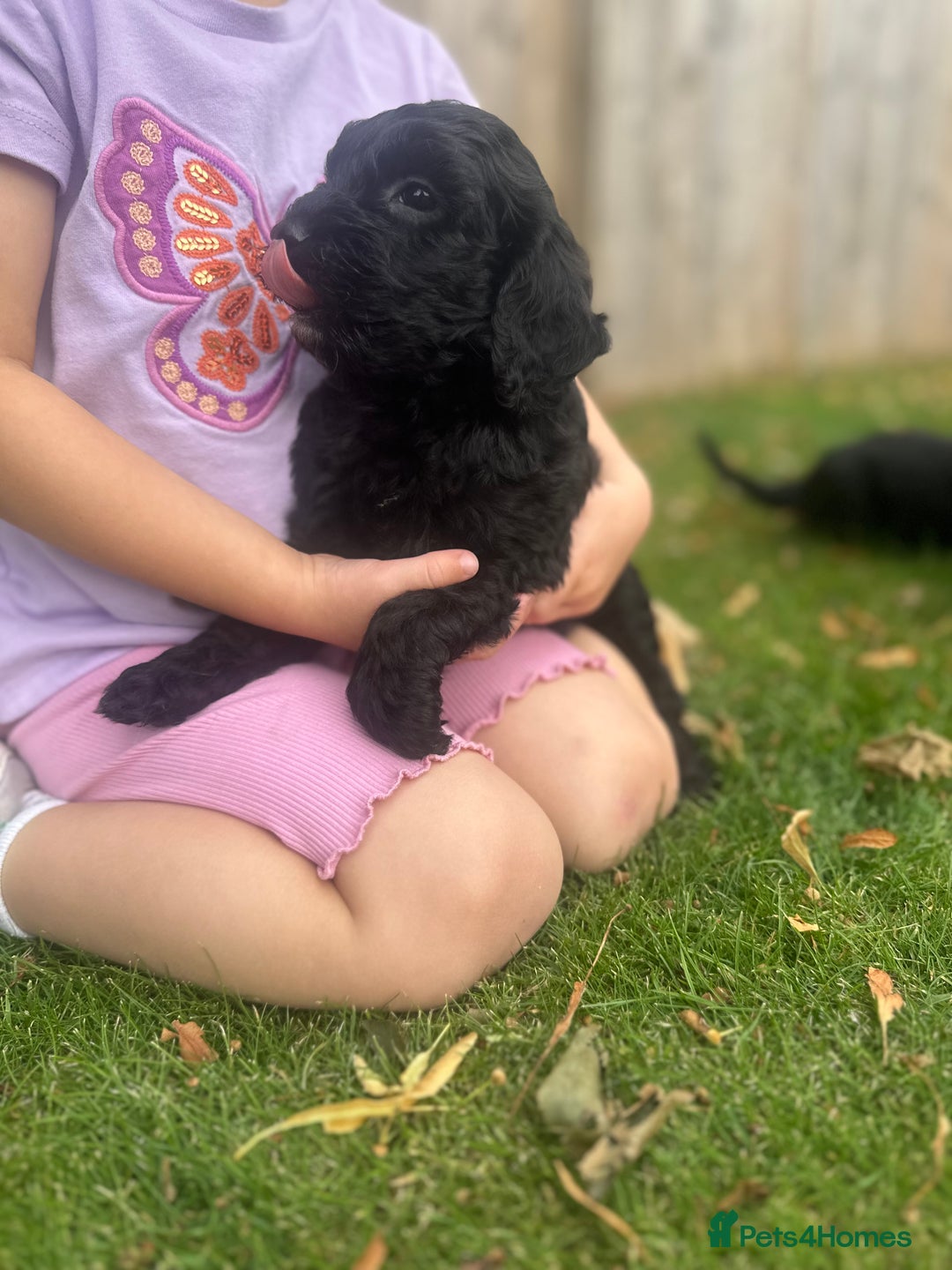 Cockapoo dogs for sale: Quality Cockapoo pups 2 x black boys - Image 4