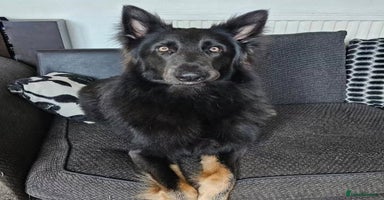 German Shepherd dogs - Advert 2