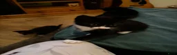Mixed Breed cats for sale: 4 kittens - 2 male, 2 female  - Advert 10