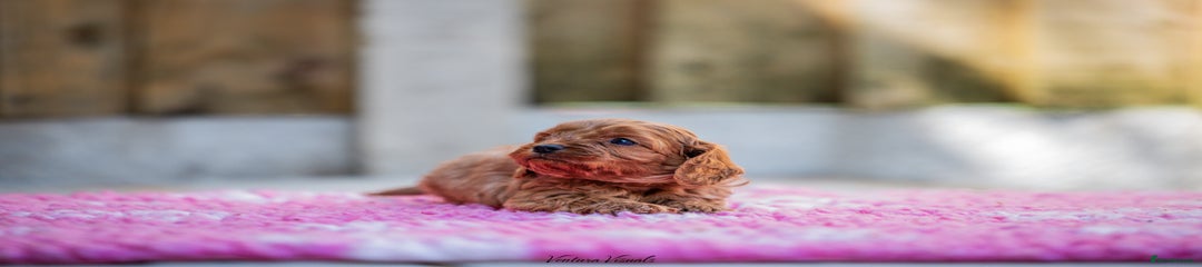 Cavapoo Puppy 1