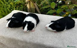 Guinea Pig rodents for sale: Sows/ Female Guinea pigs - Image 11