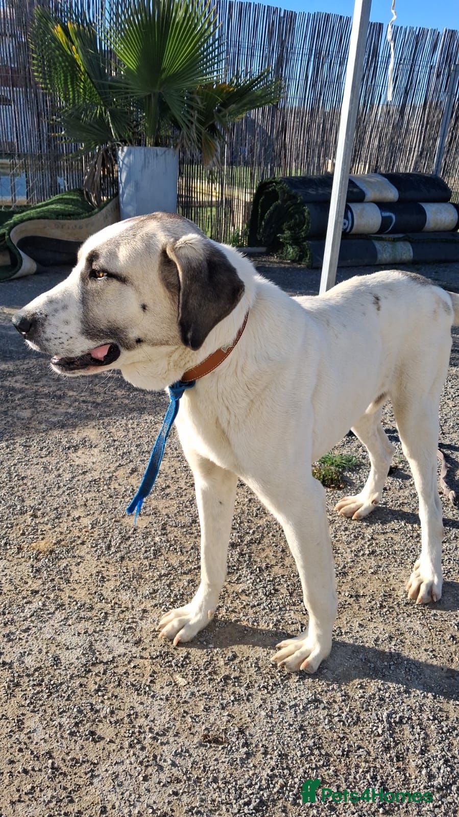 Mixed Breed dogs Snoop❤️🐾 - Advert 5