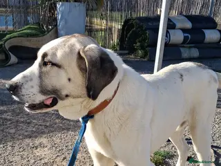 Mixed Breed dogs Snoop❤️🐾 - Advert 7