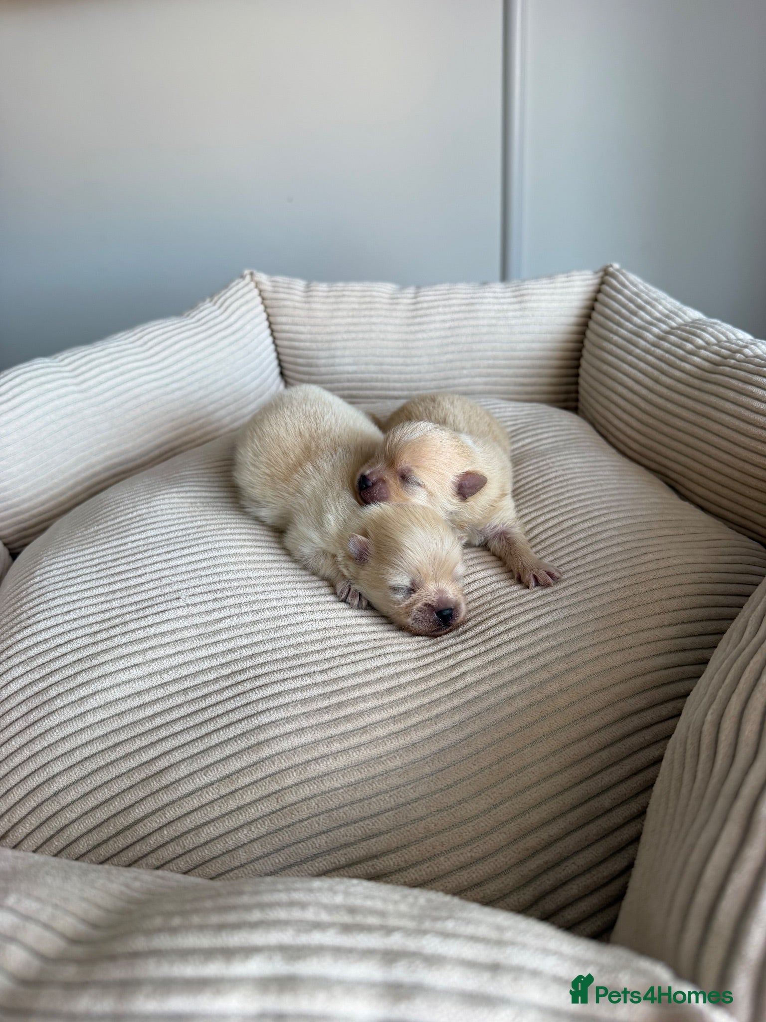 Pomeranian dogs RARE DOLL TEDDY KOREAN PUPPIES 🎀🧸🇰🇵🇷🇺 - Advert 5