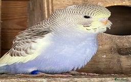Budgerigars birds for sale: Aviary bred budgies for sale . - Advert 17