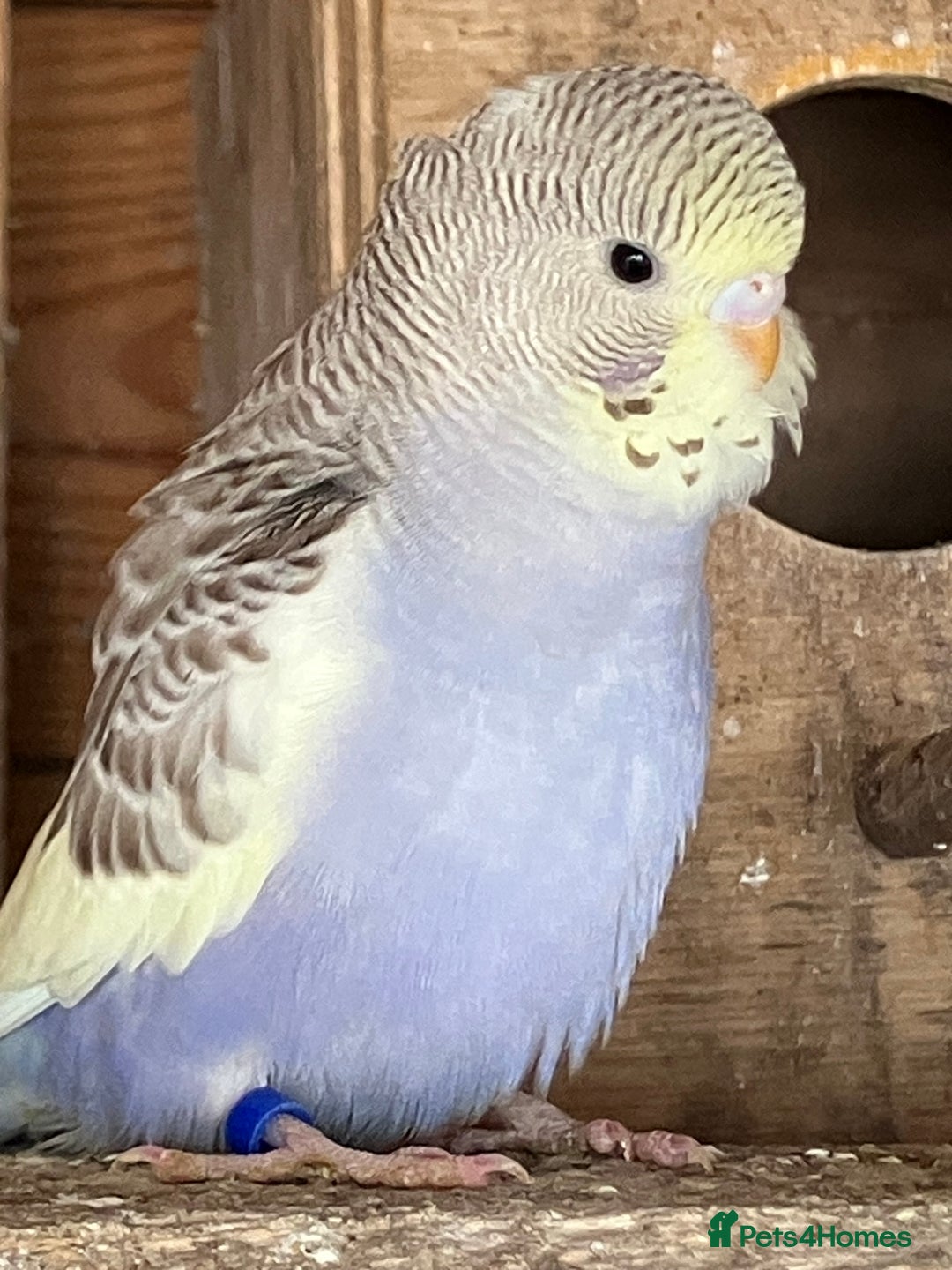 Budgerigars birds for sale: Aviary bred budgies for sale . - Advert 17