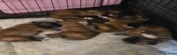 Saint Bernard dogs for sale: Saint de bordeaux puppies  - Advert 6