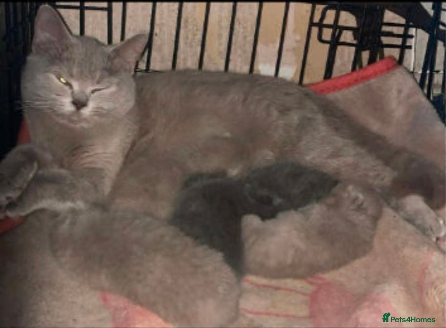 British Shorthair cats Beautiful chunky bsh lilac kitten NEED REHOMING - Advert 1