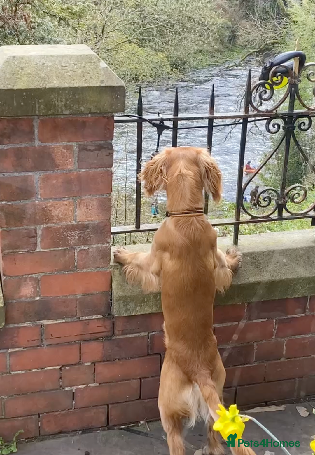 Cocker Spaniel dogs for stud: KC Working Cocker Spaniel - Advert 5