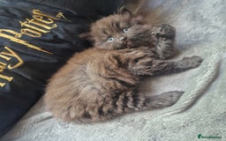Mixed Breed cats for sale: Stunning kitty's please read full ad  - Image 15