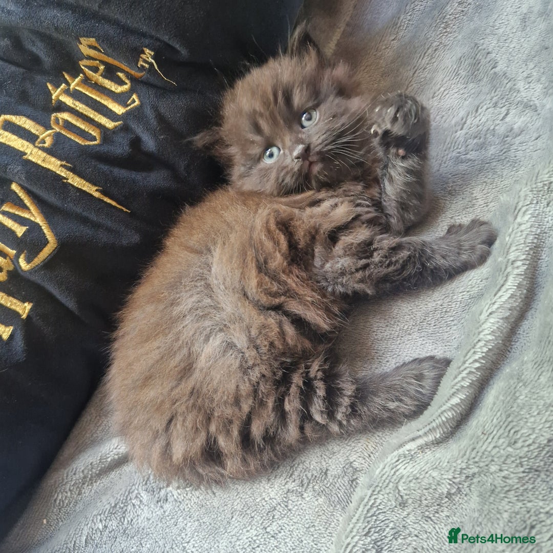 Mixed Breed cats for sale: Stunning kitty's please read full ad  - Image 15