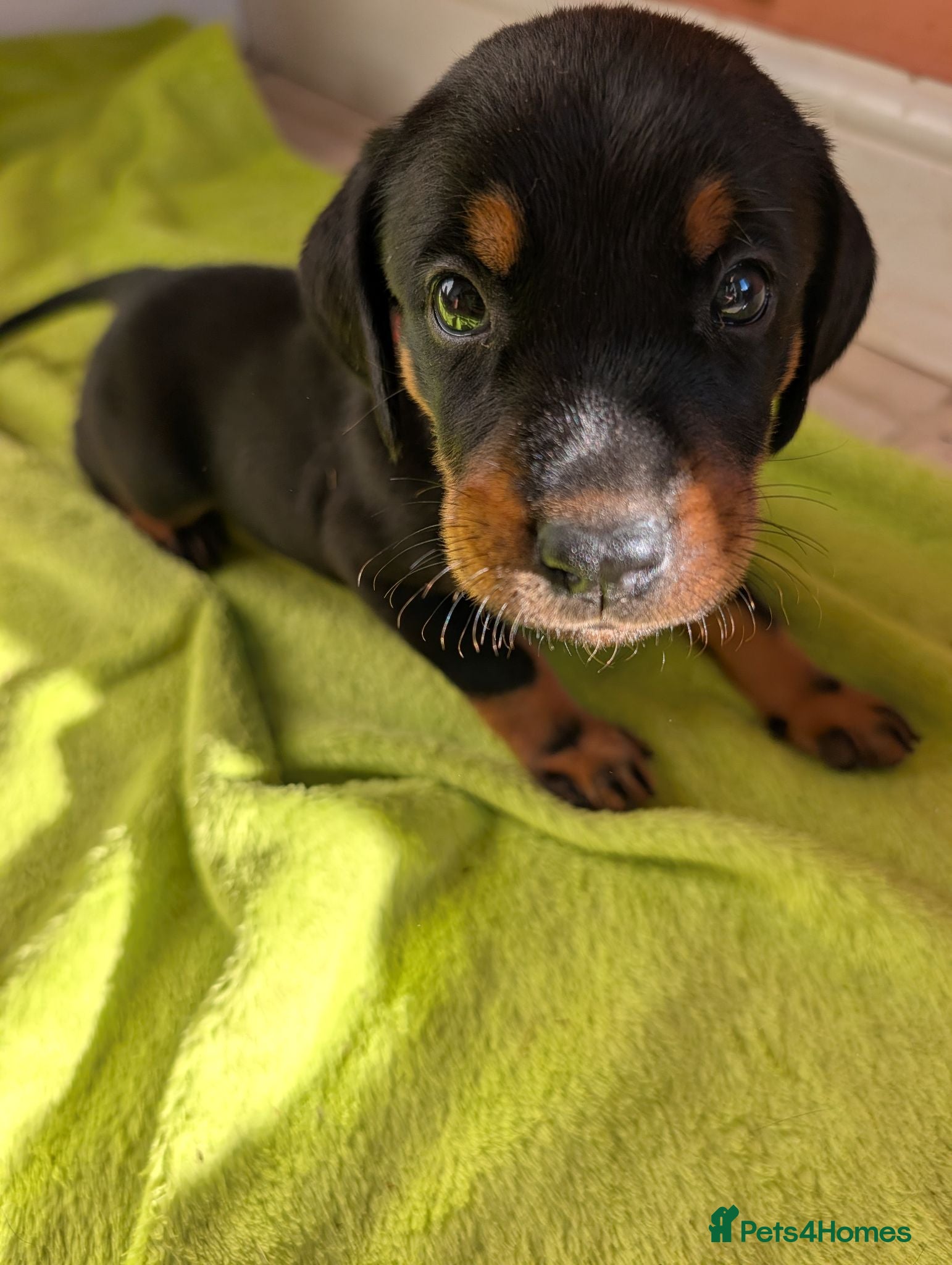 Mixed Breed dogs Pure breed Lithuanian hounds 2 puppies left - Advert 2