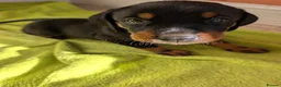 Mixed Breed dogs for sale: Pure breed Lithuanian hounds 2 puppies left - Advert 2