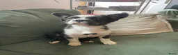 French Bulldog dogs for sale: Fluffy French bulldogs - Advert 7
