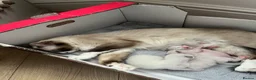 Ragdoll cats for sale: 3 beautiful full ragdoll kittens  - Advert 1