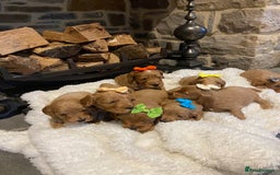 Cockapoo dogs for sale: Gorgeous litter of  F1 Cockapoo’s - Image 9