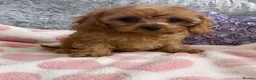 Cavapoo dogs for sale: One Female Extensively Stunning cavapoo puppies  - Advert 3
