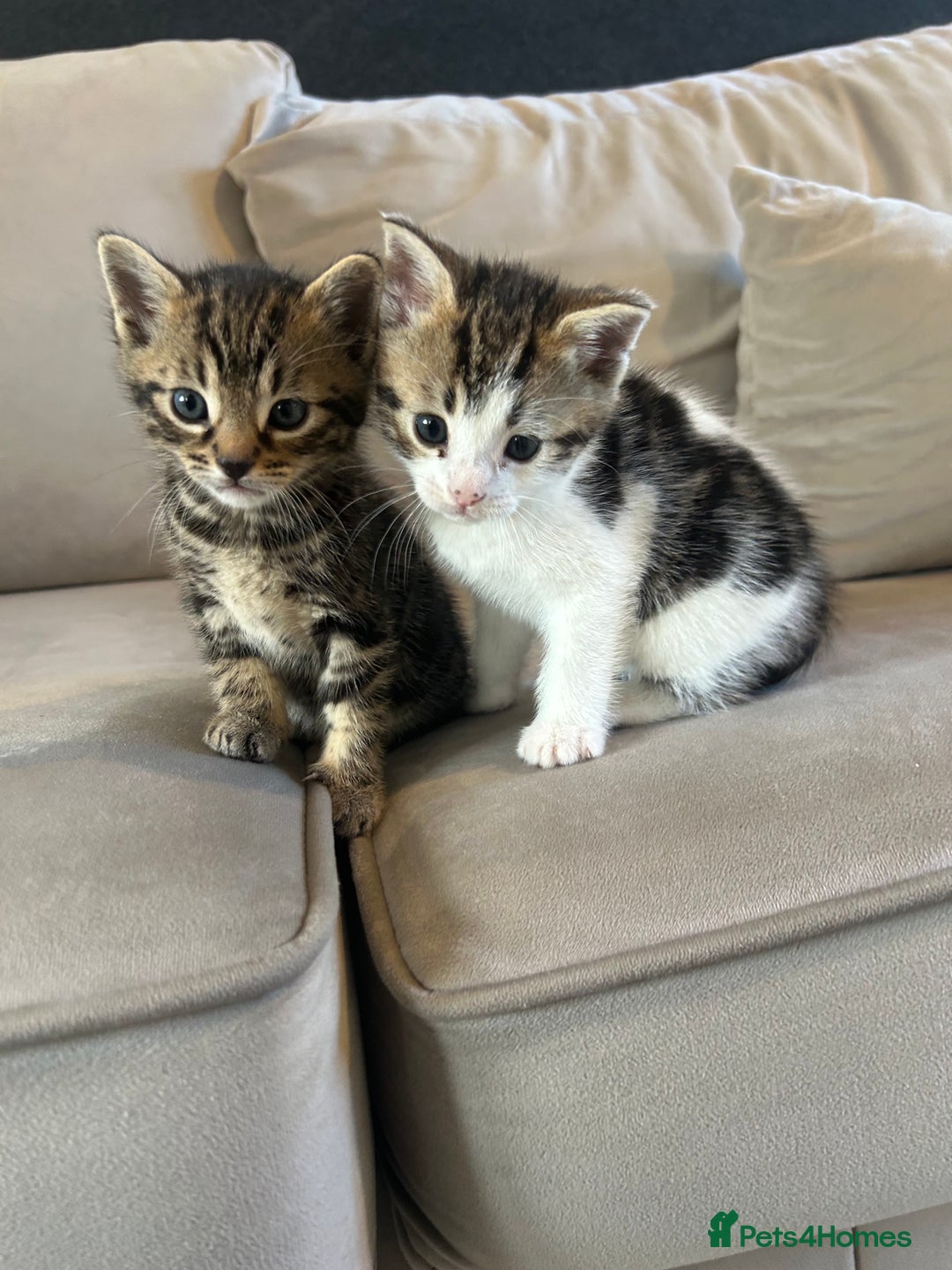 Bengal cats for sale: Half Bengal kittens   - Image 3