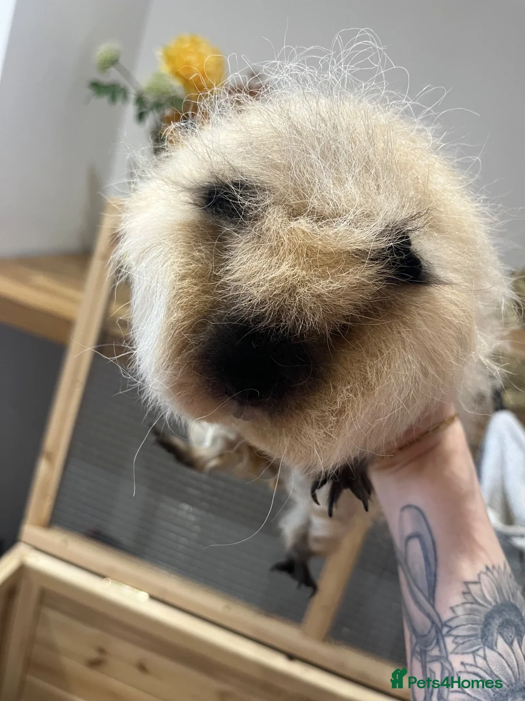 Guinea Pig rodents for sale: Two female guniea pigs - Advert 1