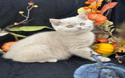 British Shorthair cats for sale: British shorthair kittens  - Image 15