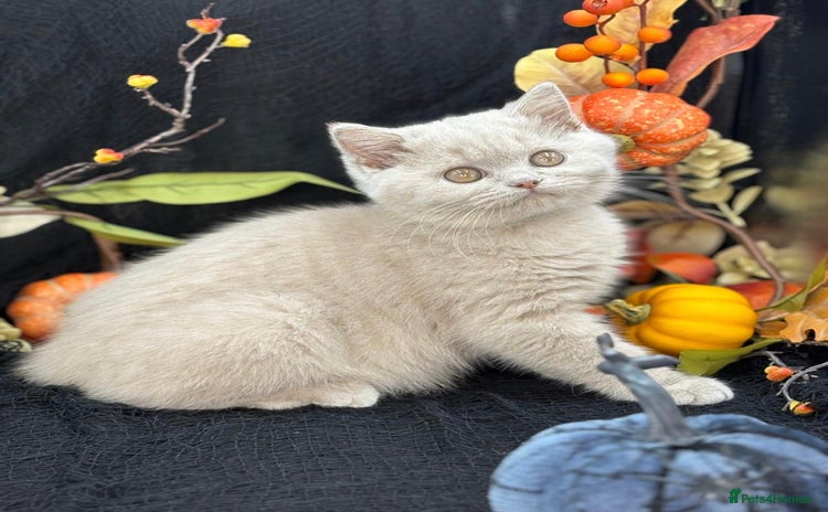 British Shorthair cats - Advert 13