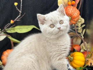 British Shorthair cats - Advert 5