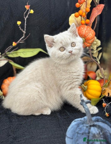 British Shorthair cats - Advert 8
