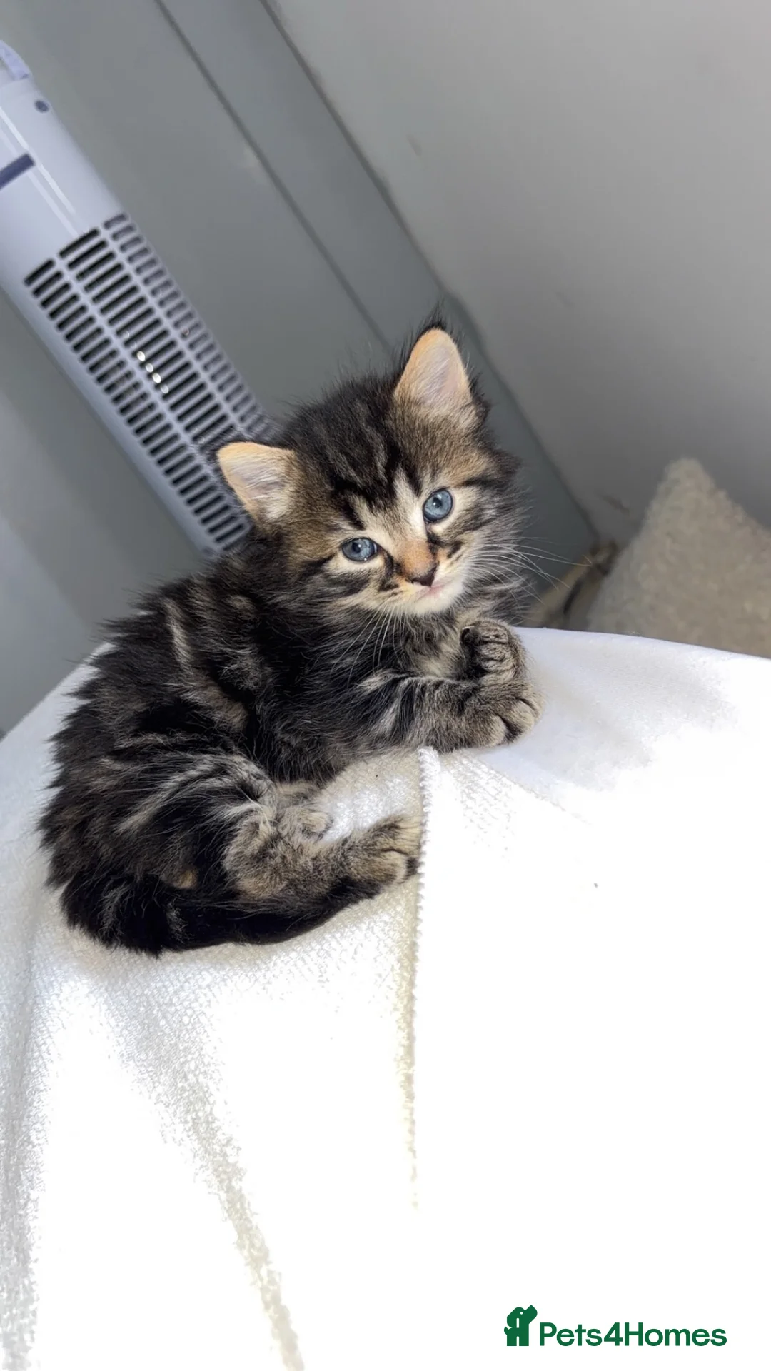 Mixed Breed cats for sale: Beautiful fluffy kittens in Selby - Advert 1
