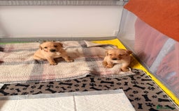 Labrador Retriever dogs for sale: Beautiful litter of Labradors - Image 5