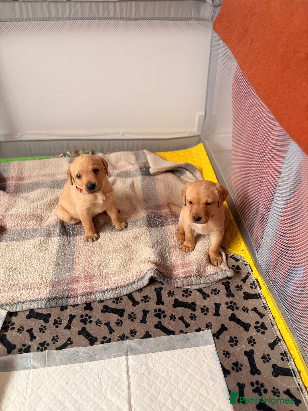 Labrador Retriever dogs for sale: Beautiful litter of Labradors - Image 5