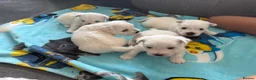 West Highland Terrier dogs for sale: KC REGISTERED BOYS AND GIRL  - Advert 1