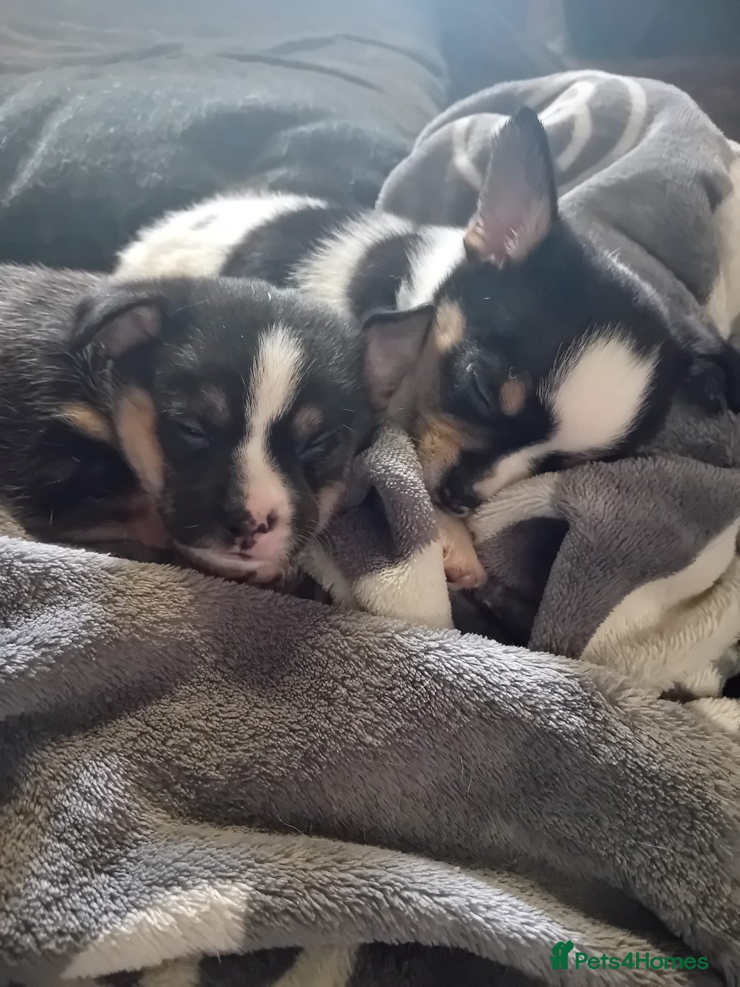 Mixed Breed dogs for sale: 2 beautiful female pups - Advert 2