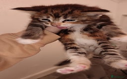 Maine Coon cats for sale: Mainecoon kittens  - Image 13