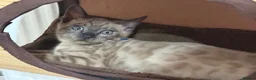 Bengal cats for sale: TICA registered Seal Solid Silver Mink Bengals - Advert 15